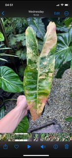 (Category: ) located in . Submitted by therainforestsg (Listing ID 1227744876, Image 1). Description: .