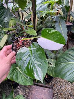 (Category: ) located in . Submitted by therainforestsg (Listing ID 1227744638, Image 1). Description: .