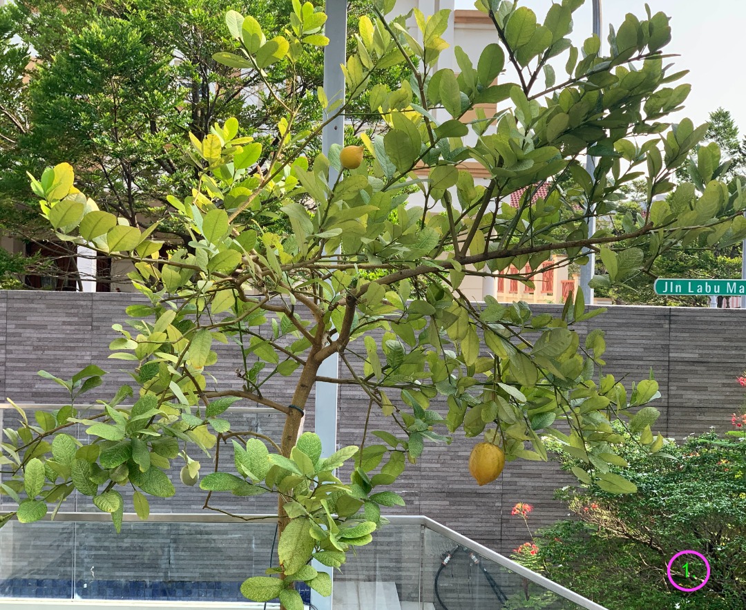 Plants Lemon tree, Thornless Euphorbia, Furniture & Home Living