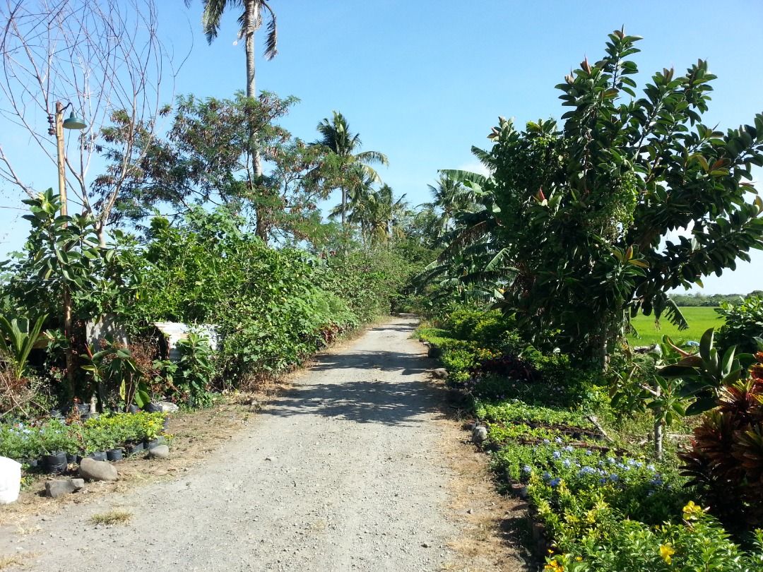 Farm Lot For Sale Calauan, Laguna, Property, For Sale, Lot on Carousell