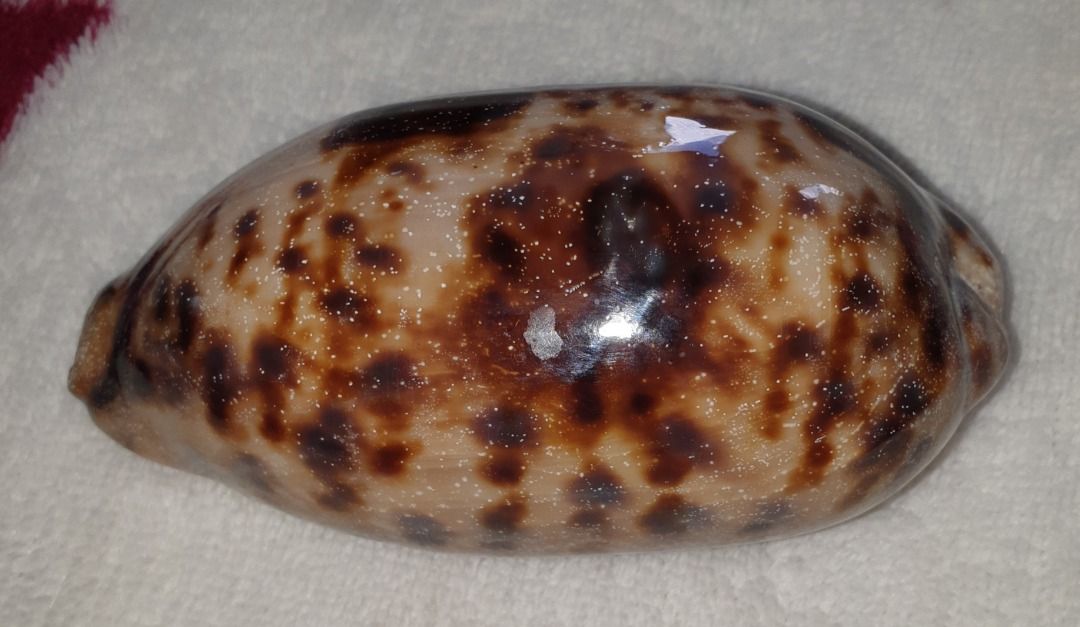 Testudinaria. Tortoise cowrie., Hobbies & Toys, Memorabilia ...