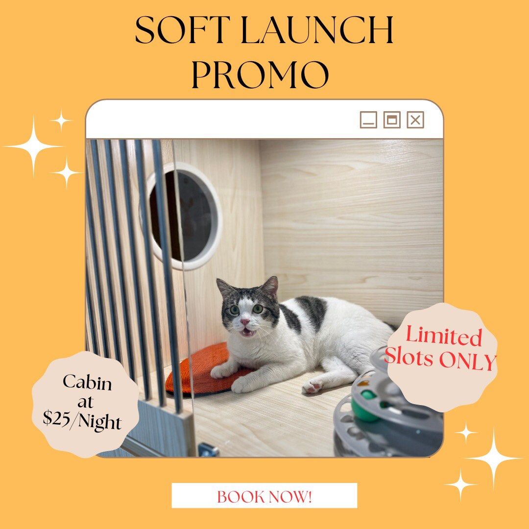 Affordable cat boarding hot sale