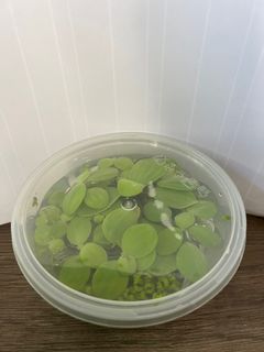 Free Floating Aquarium Plants to pickup at Toa Payoh