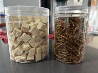 Freeze Dried Tofu and Dried Mealworm (for Hamster)