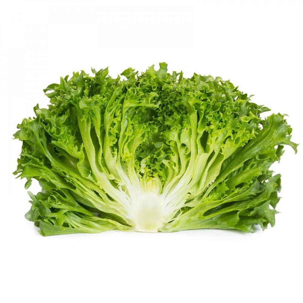 hydroponically grown dark green Crystal Lettuce Dunand (44-22) Rijk