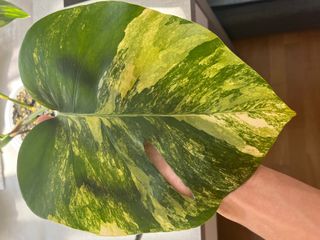 (Category: ) located in . Submitted by liwei03 (Listing ID 1227818327, Image 1). Description: .