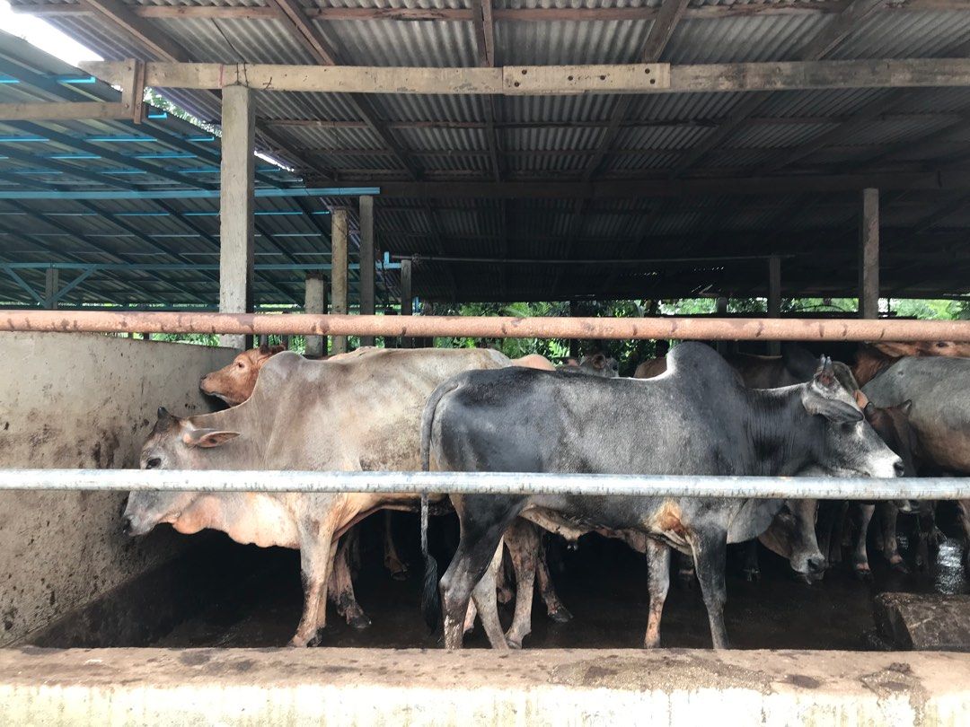 Ternakan - Lembu Kambing Keli /Daging, Food & Drinks, Local Eats on ...