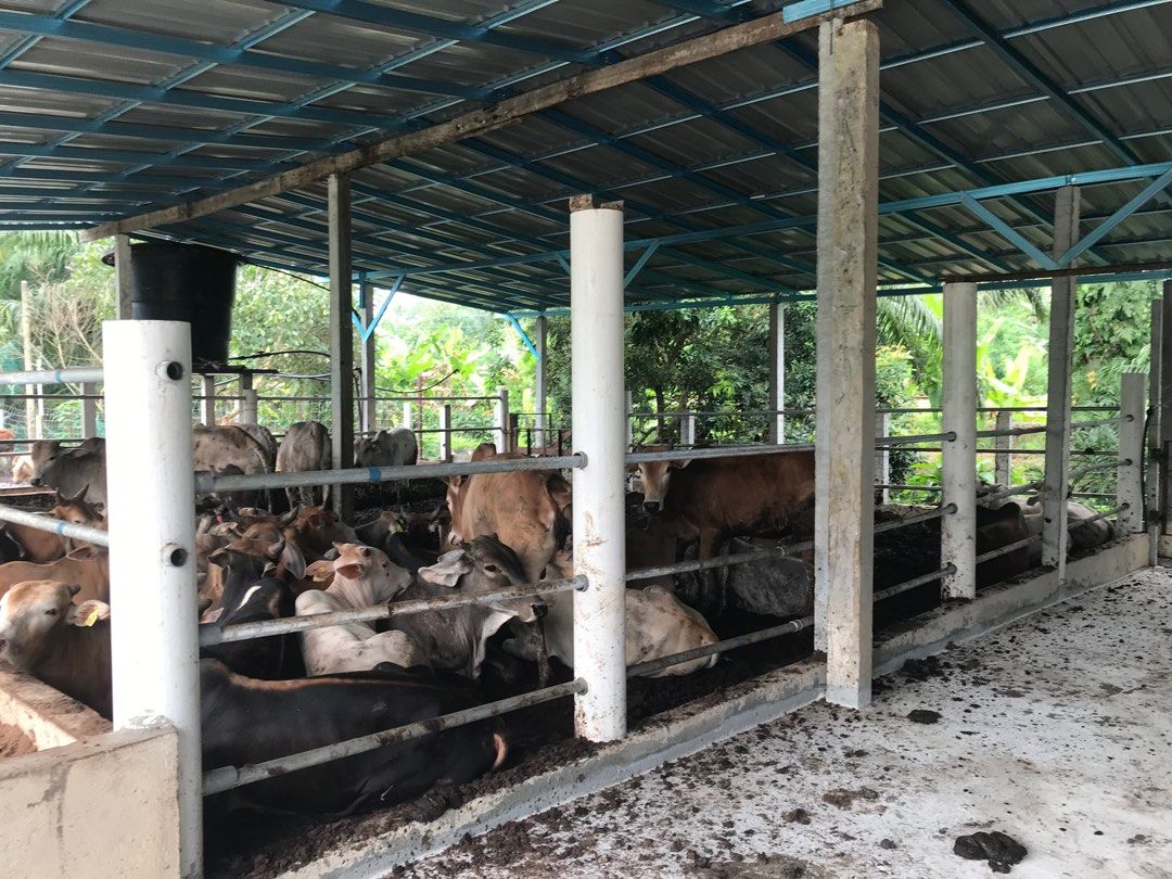 Ternakan - Lembu Kambing Keli /Daging, Food & Drinks, Local Eats on ...