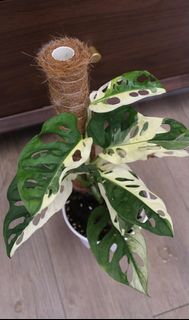（分類：）位於 。 由 joyofplant 提交（商品編號 1227960510，圖片 1）。簡介： 。