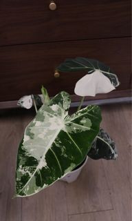 （分類：）位於 。 由 joyofplant 提交（商品編號 1226971786，圖片 1）。簡介： 。