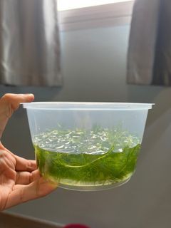 Aquatic plant - Hornwort (option of dwarf crayfish add-on)