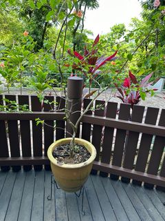 (Category: ) located in . Submitted by dave_patnaik (Listing ID 1227916473, Image 1). Description: .