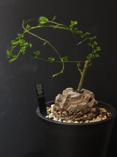 （分類：）位於 。 由 bizarrebotanyhk 提交（商品編號 1227948694，圖片 1）。簡介： 。