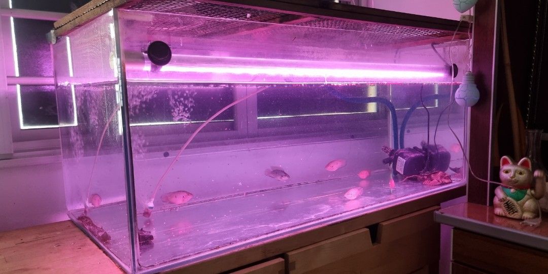 Fish tank 900mm X 450mm, Pet Supplies, Homes & Other Pet Accessories on