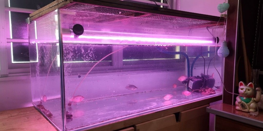 Fish tank 900mm X 450mm, Pet Supplies, Homes & Other Pet Accessories on