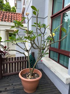 (Category: ) located in . Submitted by dave_patnaik (Listing ID 1227915739, Image 1). Description: .