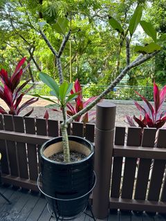 (Category: ) located in . Submitted by dave_patnaik (Listing ID 1227915839, Image 1). Description: .