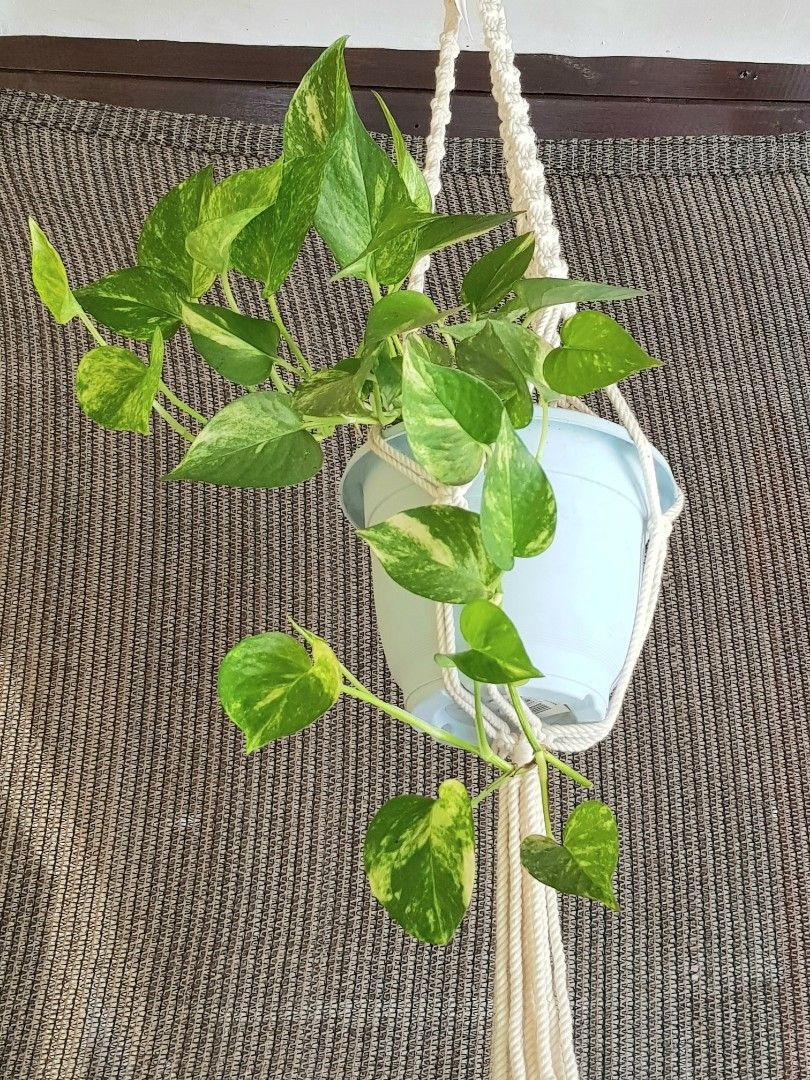 Hanging Planters Pothos Lush Trailing on Carousell