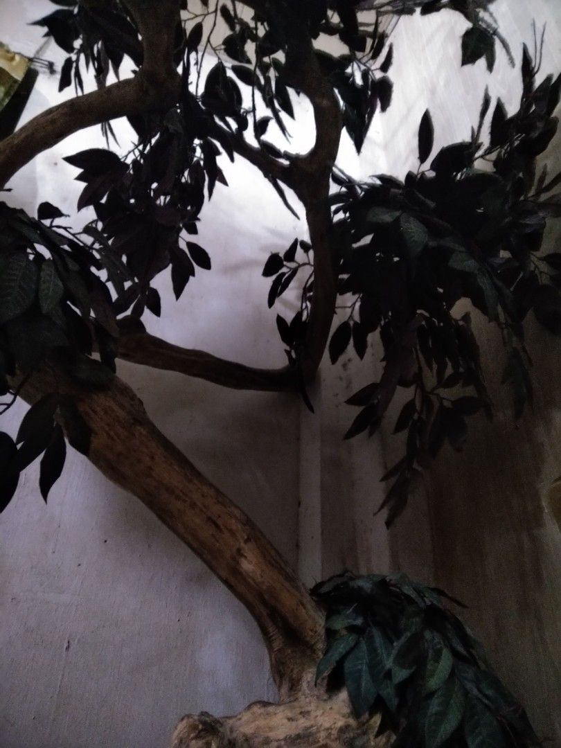 Indoor Artificial Tree / Plant Philippine Made, Furniture & Home