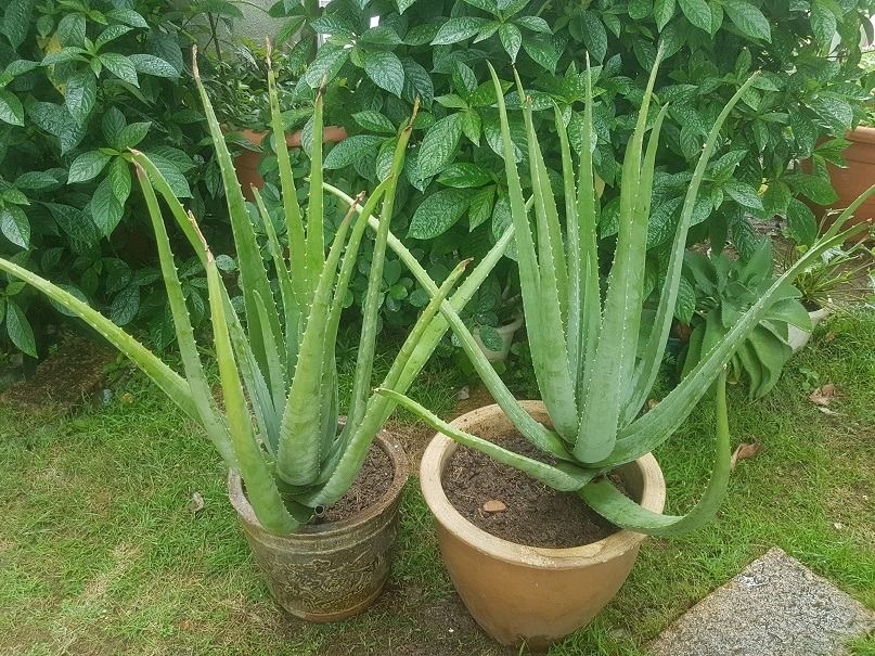 Matured Edible Aloe Vera Plants Furniture And Home Living Gardening Plants And Seeds On Carousell 1771