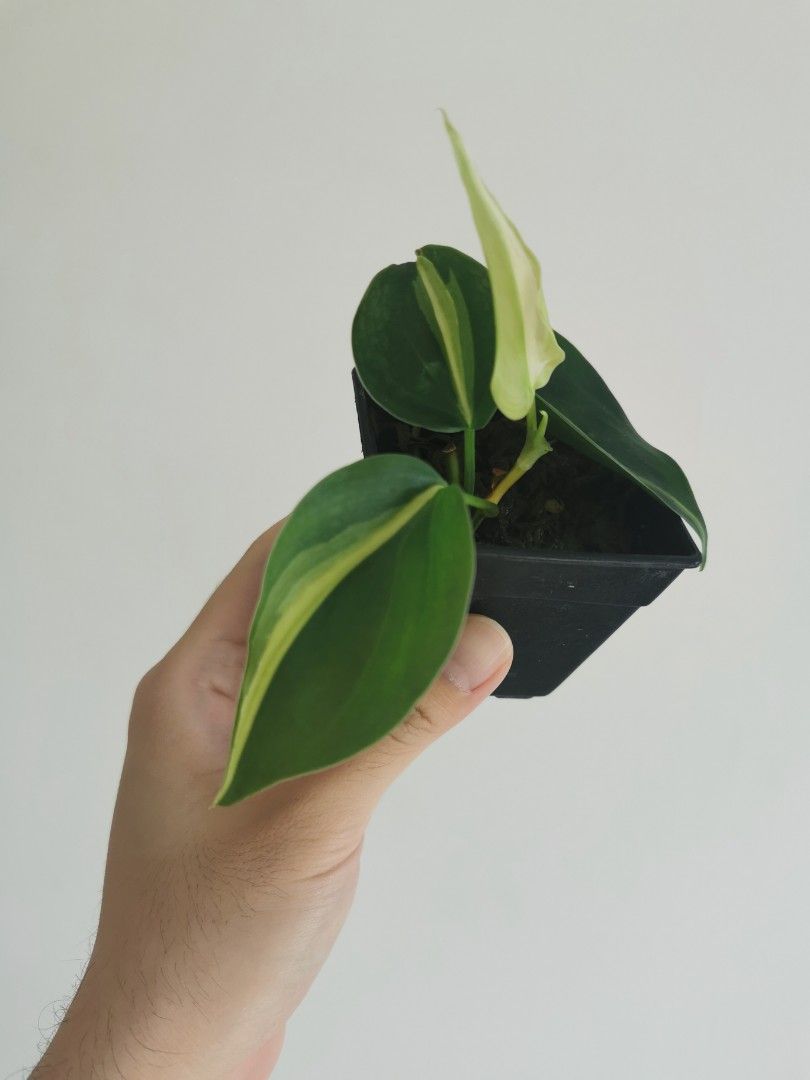 Philodendron rio, Furniture & Home Living, Gardening, Plants & Seeds on ...