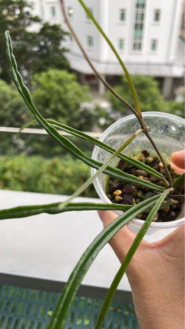 Rare Hoya Insularis, Furniture & Home Living, Gardening, Plants & Seeds ...