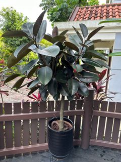 (Category: ) located in . Submitted by dave_patnaik (Listing ID 1227915501, Image 1). Description: .