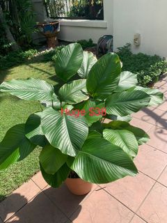 (Category: ) located in . Submitted by gardensnick (Listing ID 1185205523, Image 1). Description: .