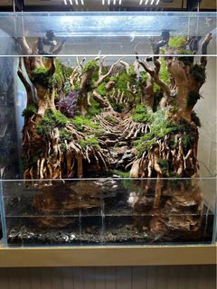 (Category: ) located in . Submitted by superaquarium (Listing ID 1212648427, Image 1). Description: .