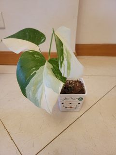 （分類：）位於 。 由 leitzzzz 提交（商品編號 1228136901，圖片 1）。簡介： 。