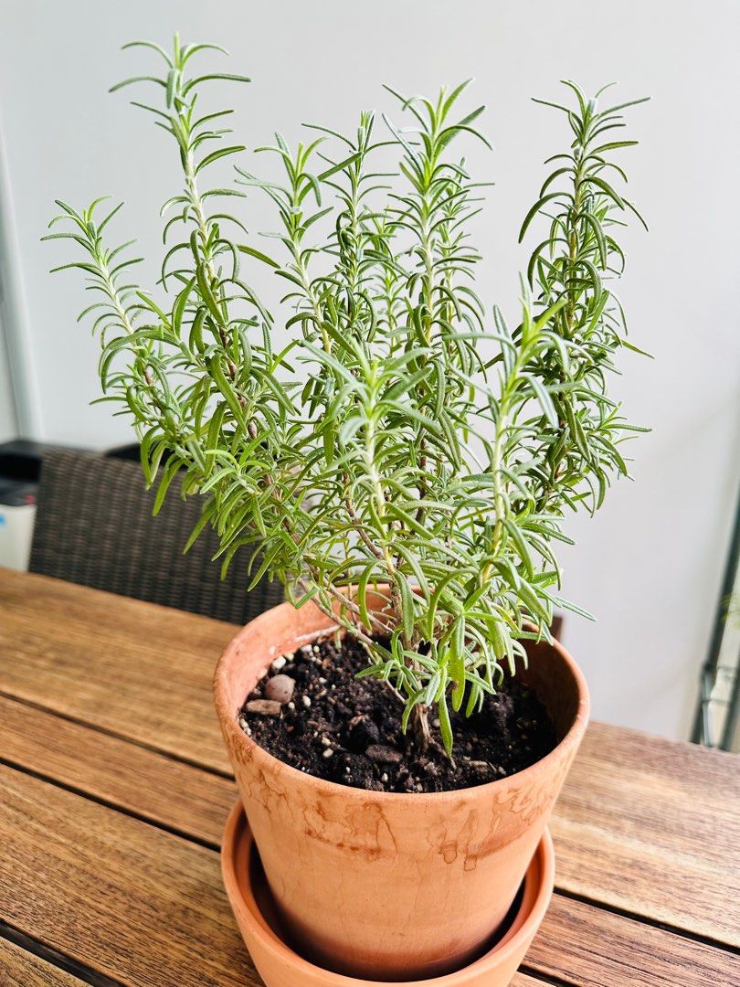 Fragrant rosemary plant in pot with organic soil, edible plant