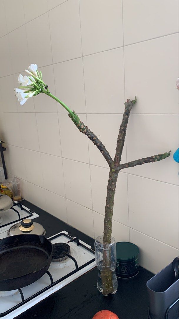 Stabilised frangipani cutting ready for potting, Furniture & Home