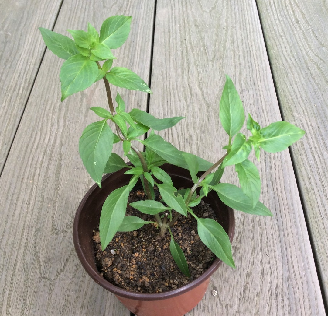 Thai Basil Edible herb plant, Furniture & Home Living, Gardening