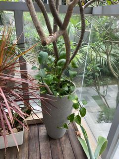 (Category: ) located in . Submitted by poonich (Listing ID 1228302266, Image 1). Description: .