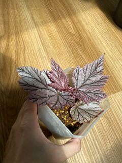 (Category: ) located in . Submitted by shinyleaf (Listing ID 1228248850, Image 1). Description: .