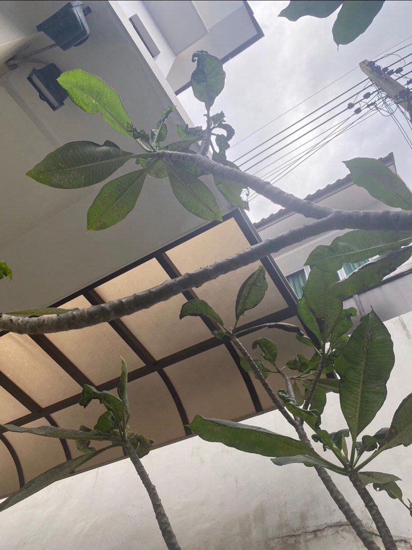 Frangipani Tree Pink for sale x 2, Furniture & Home Living, Gardening, Plants & Seeds on Carousell