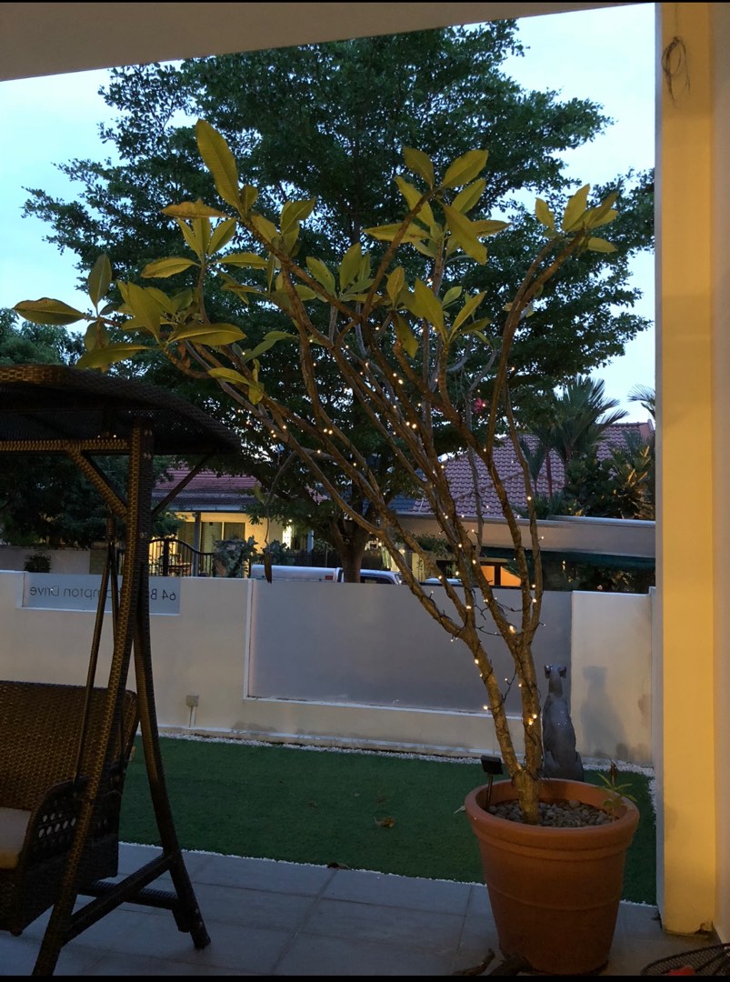 Frangipani Tree Pink for sale x 2, Furniture & Home Living, Gardening, Plants & Seeds on Carousell