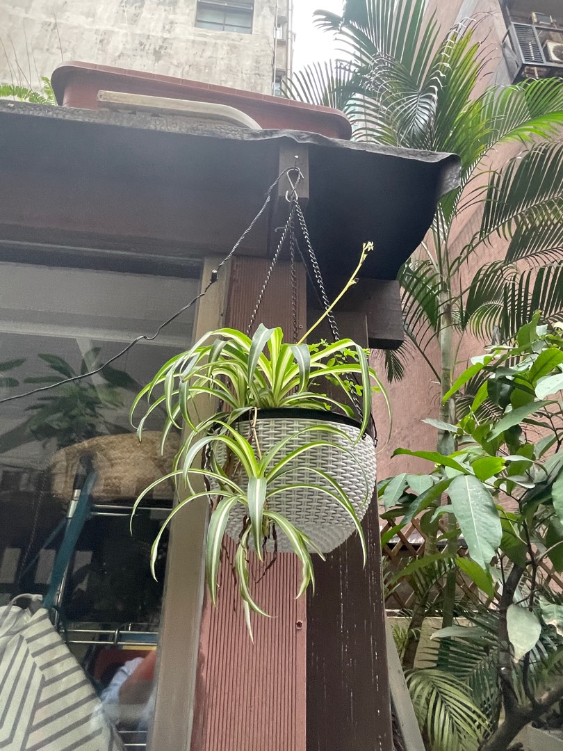 Hanging spider plant, 傢俬＆家居, 園藝, 植物及種子 Carousell