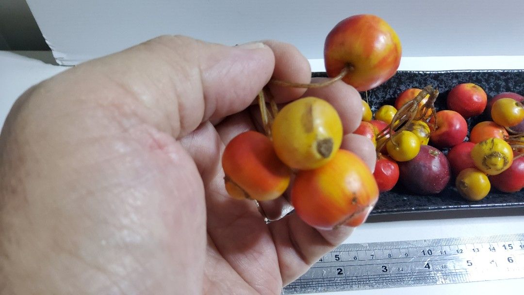 Miniature fruits, Hobbies & Toys, Toys & Games on Carousell