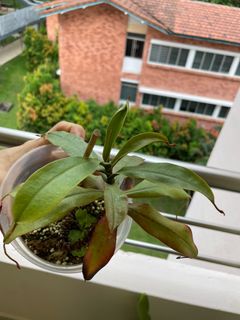 (Category: ) located in . Submitted by p_for_plantdetta (Listing ID 1228295266, Image 1). Description: .