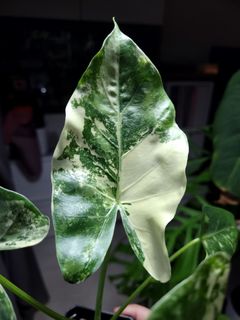 (Category: ) located in . Submitted by nospaceforplants (Listing ID 1228397960, Image 1). Description: .