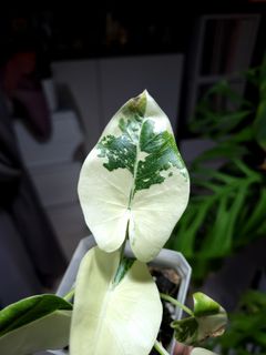 (Category: ) located in . Submitted by nospaceforplants (Listing ID 1228398023, Image 1). Description: .