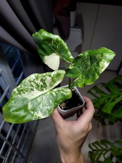 (Category: ) located in . Submitted by nospaceforplants (Listing ID 1228398093, Image 1). Description: .