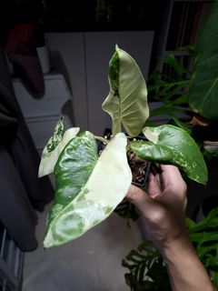 (Category: ) located in . Submitted by nospaceforplants (Listing ID 1228398195, Image 1). Description: .