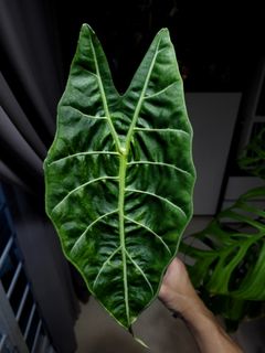 (Category: ) located in . Submitted by nospaceforplants (Listing ID 1228398409, Image 1). Description: .