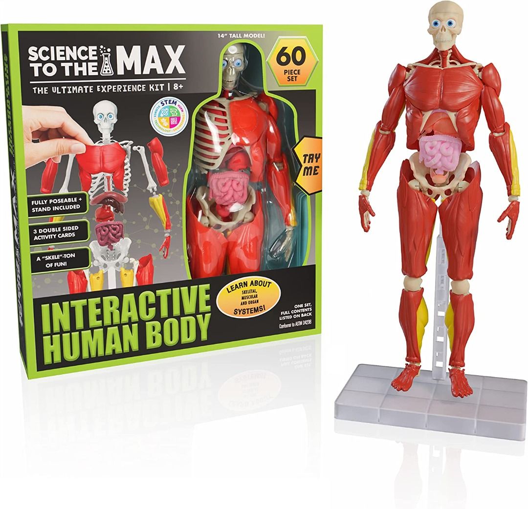 Be Amazing! Toys Interactive Human Body Fully Poseable Anatomy Figure
