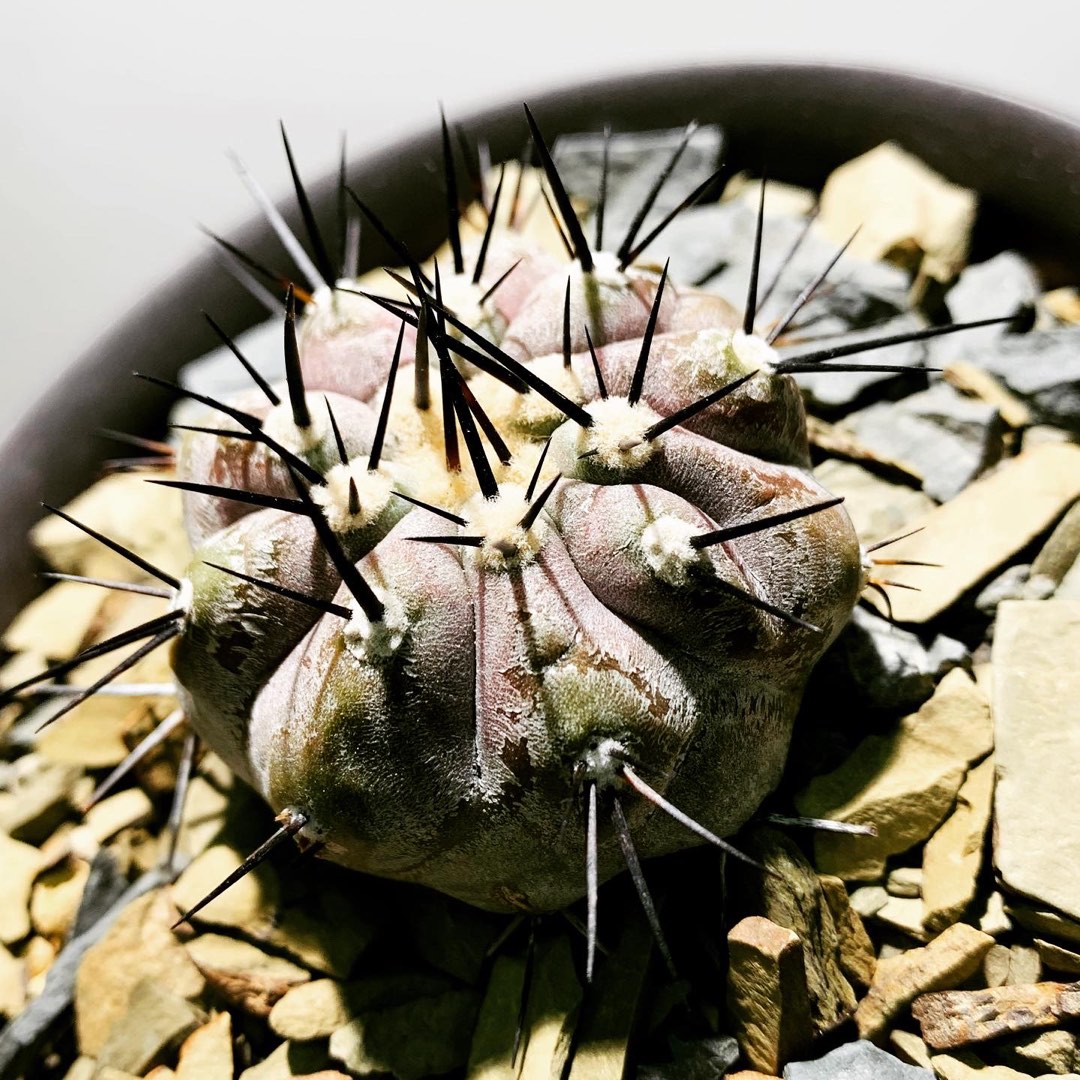 Copiapoa cinerea 黑王丸實生粗黑刺👍🏻起蠟明顯😍, 傢俬＆家居, 園藝