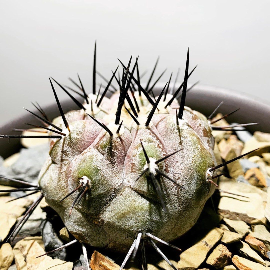 Copiapoa cinerea 黑王丸實生粗黑刺👍🏻起蠟明顯😍, 傢俬＆家居, 園藝