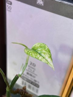 (Category: ) located in . Submitted by p_for_plantdetta (Listing ID 1228447700, Image 1). Description: .