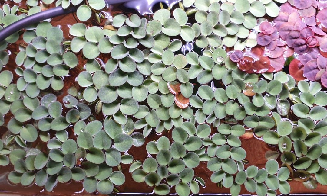 Floater Plants for Sale, Furniture & Home Living, Gardening, Plants